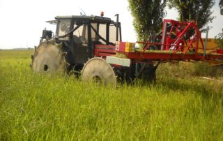 eliminare le erbe infestanti nel riso biologico