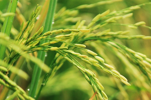 cimatrice per eliminare le erbe infestanti nel riso biologico