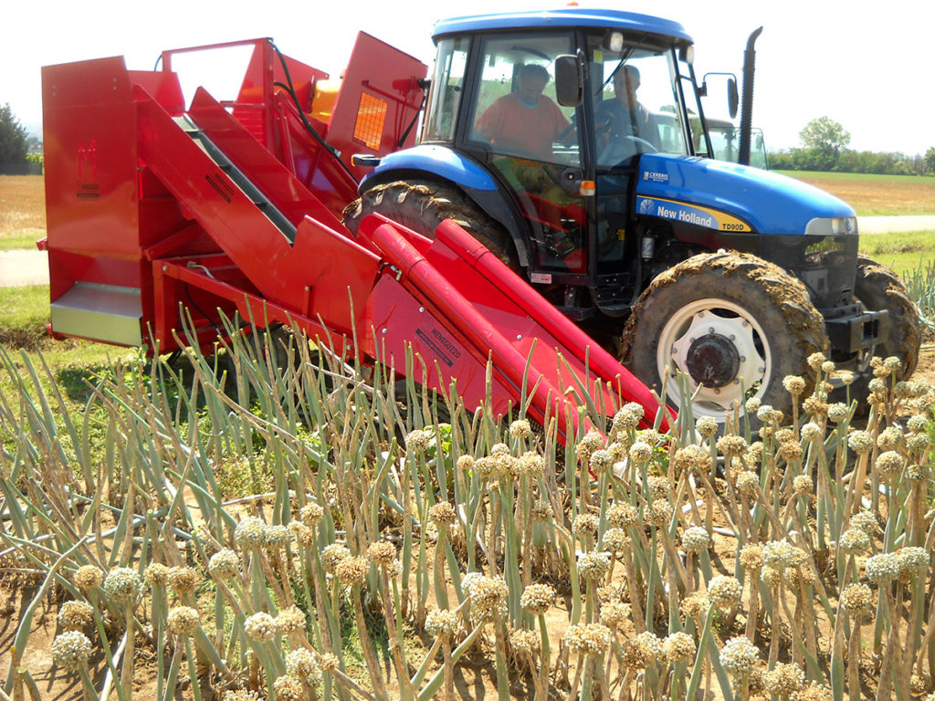 Erntemaschine für die Samenzwiebel